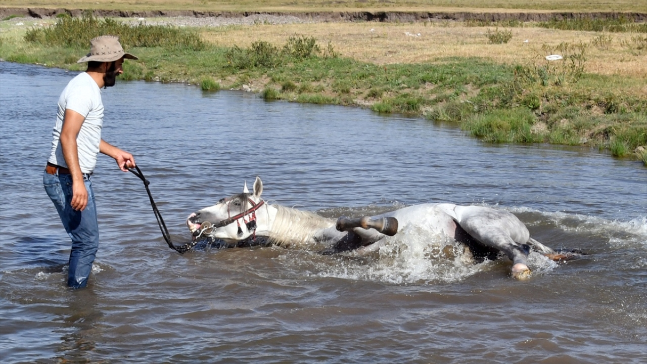 Kars Kafkas Atlı Spor Kulübü Başkanı Selçuk Başkaya, kış mevsimi öncesinde atların hamlığını almak için suda antrenman yaptıklarını söyledi.