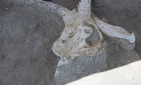 Kayseri'de tek parça halinde mamut fosili bulundu