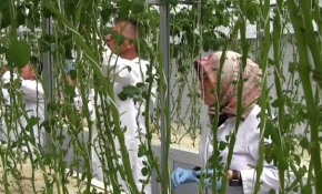 Topraksız tarımla patates tohumu üretimi artıyor