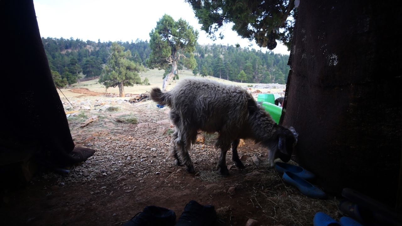 Uçar ailesi, nisan ayı sonunda yola çıktıkları Mersin’in Gülnar ilçesinden, yaz mevsimini geçirdikleri Hadim ilçesine 40 günde ulaştı.