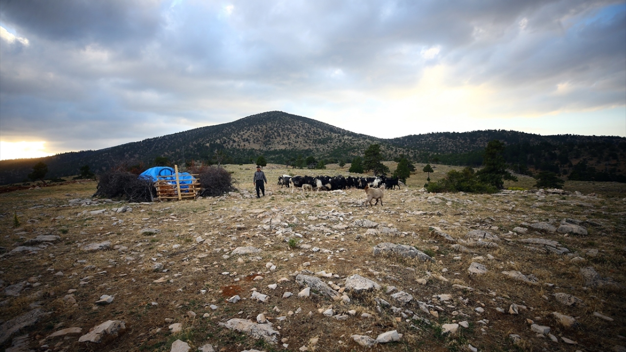 Günün neredeyse tamamını keçi ve oğlaklarla ilgilenerek geçiren ailenin yaşamı, oldukça zorlu sabah mesaisiyle başlıyor.