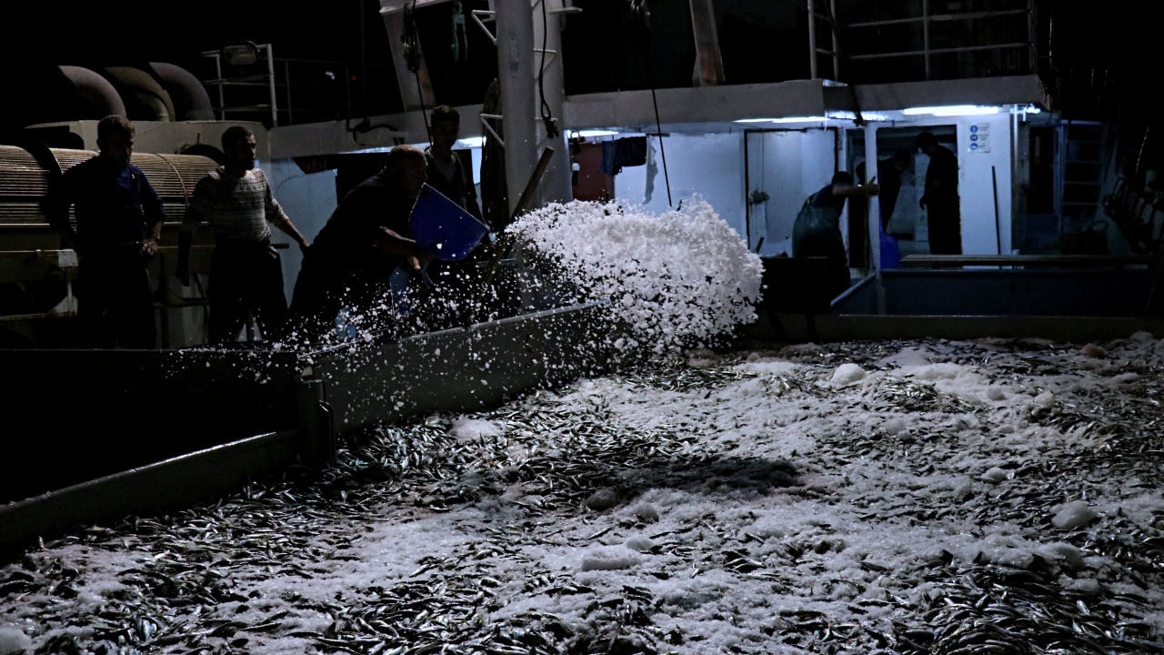 Samsun`da, av yasağının sona ermesiyle Canik ve Dereköy`deki balıkçı barınaklarından hareket eden gırgır tekneleri, denize ağlarını bıraktı.