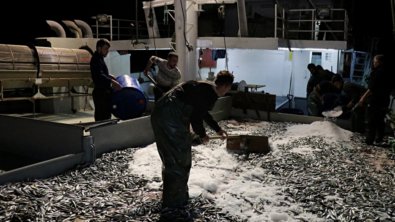 Canik Balıkçı Barınağı`ndan denize çıkan "Cemal Kaptan" adlı gırgır teknesinde, ilk ağdan 120 kasa istavrit çıktı.