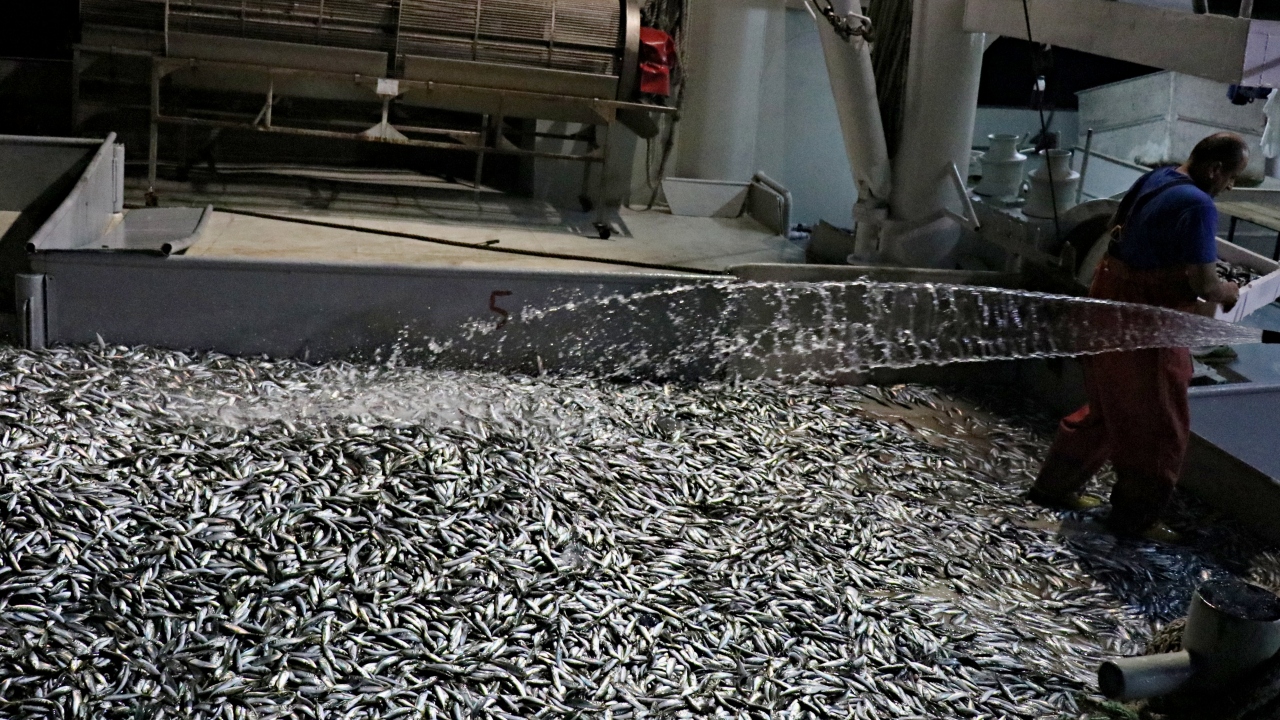 Kentte yaklaşık 30 yıldır balıkçılık yapan Halil Tural, sezonun kazasız ve bereketli geçmesini temenni etti.