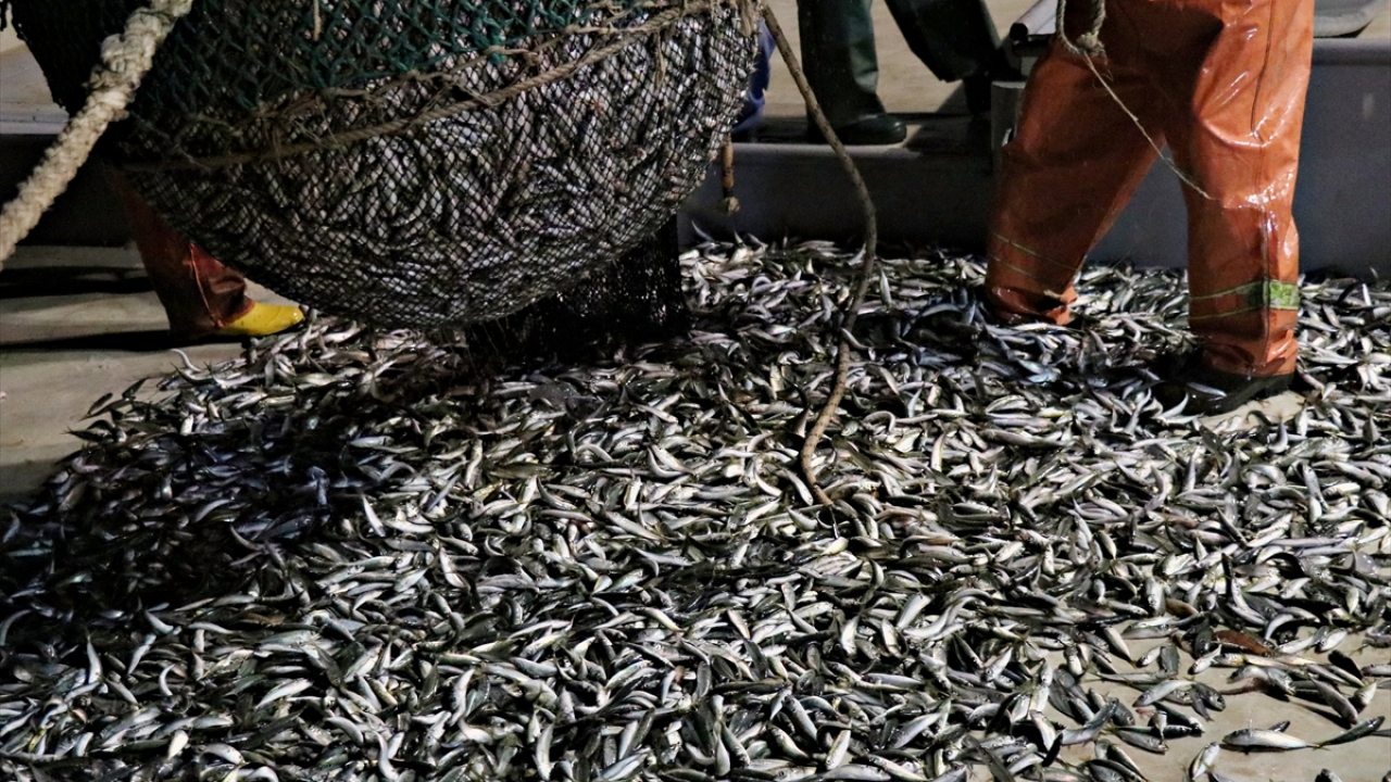 Balıkları kasalara koyup kıyıdaki kamyona yükleyen balıkçılar, yeniden ağ atmak için denize açıldı.