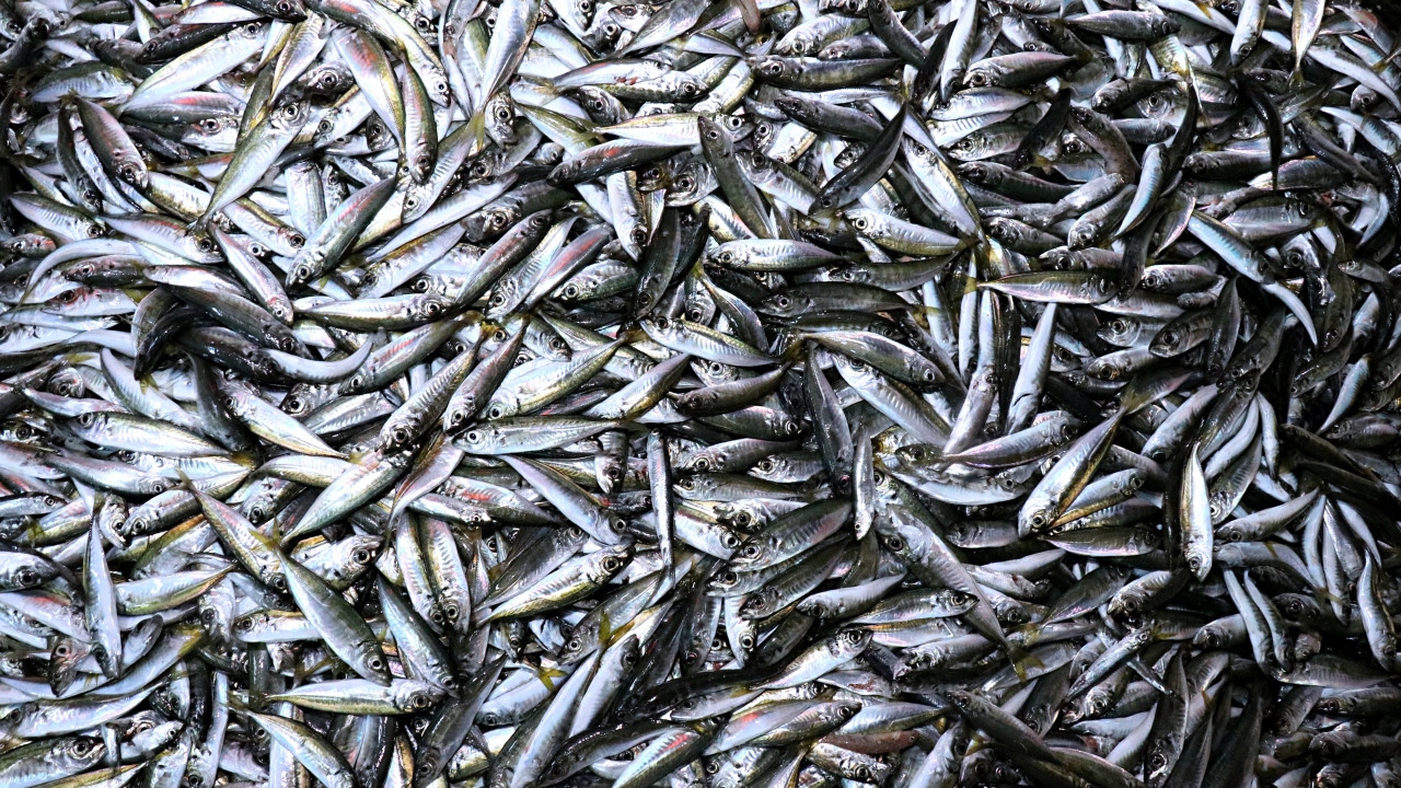 Dua sonrası toplu fotoğraf çektirilmesinin ardından çorba ikram edildi.