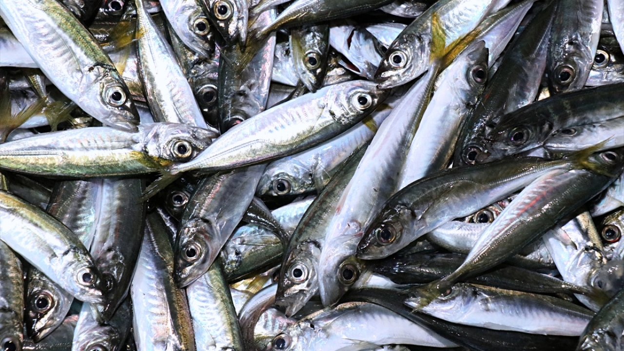 Kentte Alaçam, Dereköy, Canik, Yakakent ve Terme limanlarında 630 teknenin olduğu belirtildi.