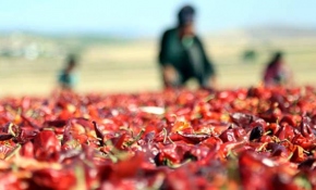 Maraş biberinin sofralara yolculuğu