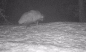 Türkiye'de ilk defa rakun köpeği görüldü