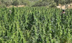 Diyarbakır'da tek operasyonda 6 milyon kök kenevir ele geçirildi