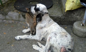 Sakarya'da annesiz kediye sahip çıkan köpek