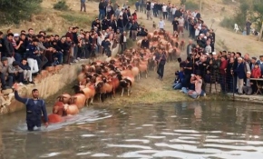 Çobanlar koyunlarını ırmakta yıkayarak temizliyor