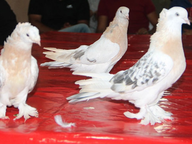 Amasya'da araba fiyatına güvercinler satılıyor