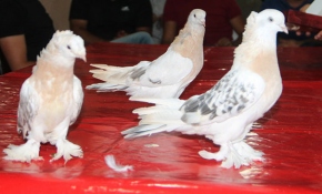 Amasya'da araba fiyatına güvercinler satılıyor