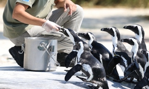 Hayvanat bahçesi sakinlerinin beslenme saati