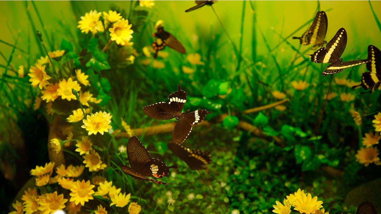 Yerli ve yabancı turistlerin ziyaret ettiği Konya Tropikal Kelebek Bahçesi, kelebeğin, larvadan kelebek haline gelişindeki tüm evrelerinin gözlemlenebildiği Türkiye`de tek, Avrupa`da ise sayılı mekanlar arasında bulunuyor. 