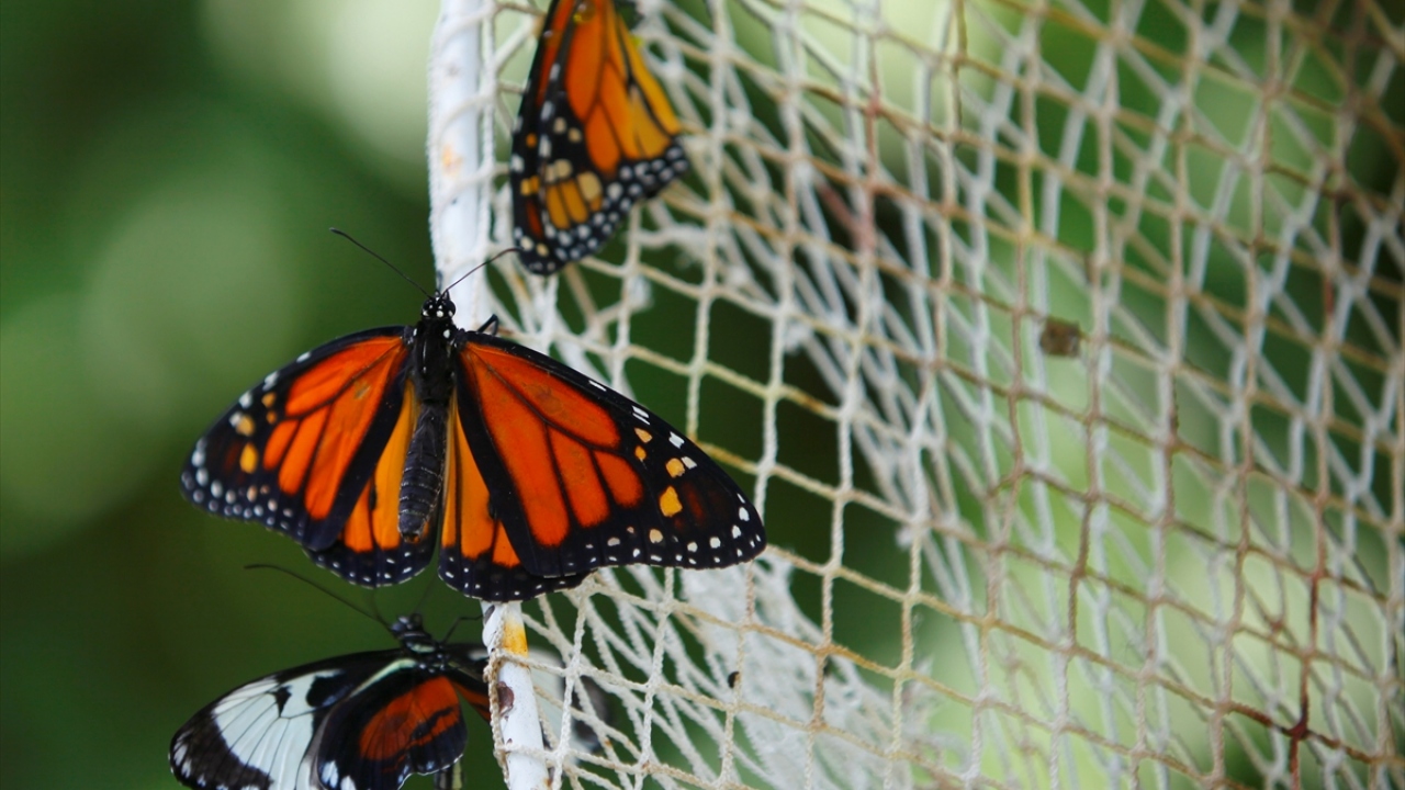 Çocukların kelebeklerin arasında özgürce dolaşabildiği açık uçuş alanları ve kelebeklerin hayatlarını sürdürebilmeleri için onlarca tropikal bitki türünün bulunduğu kelebek serası, ziyaretçilerde hayranlık uyandırıyor.