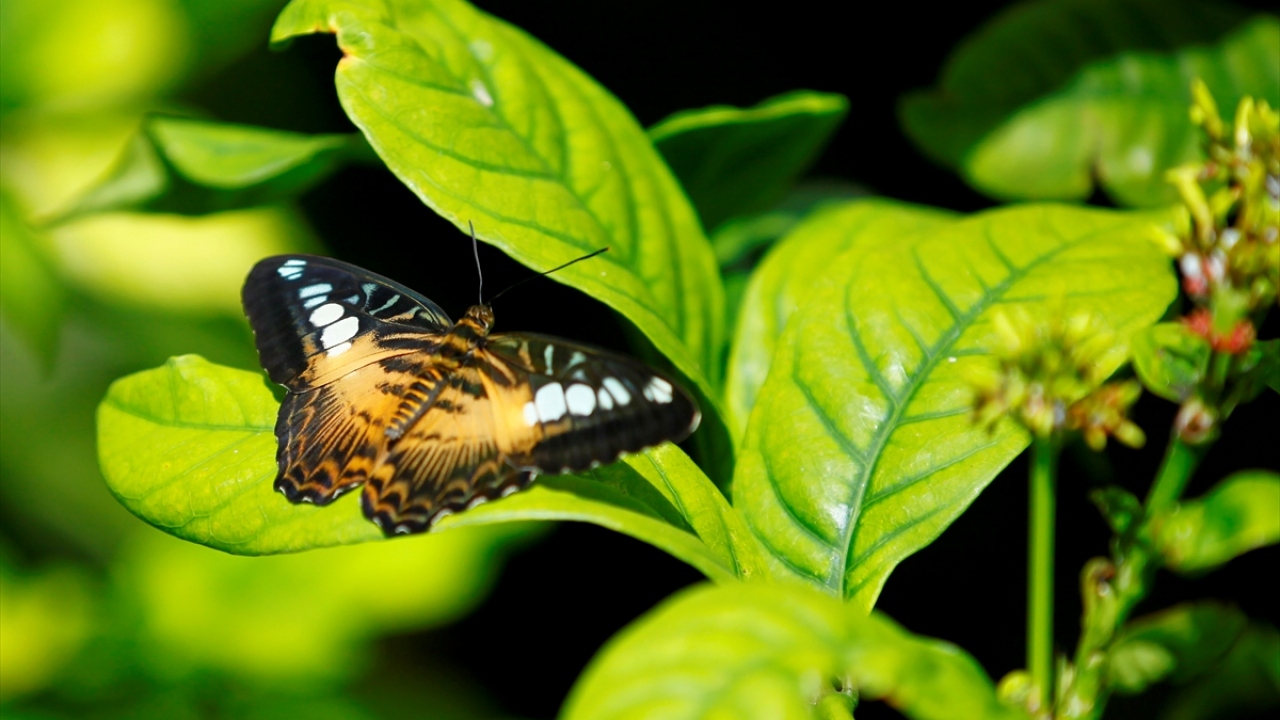 Açıldığı 2015`ten günümüze kadar Konya Tropikal Kelebek Bahçesi`ni, bu yılın 8 ayındaki 271 bin 568 kişiyle birlikte 1 milyon 501 bin 568 kişi gezdi.