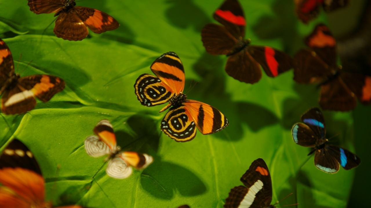 Konya Tropikal Kelebek Bahçesi Koordinatörü Yasin Selvi, yaptığı açıklamada, kış dönemlerinde sayıca daha az ancak kelebeklere ilgisi daha yüksek grupların bahçeye geldiklerini söyledi.