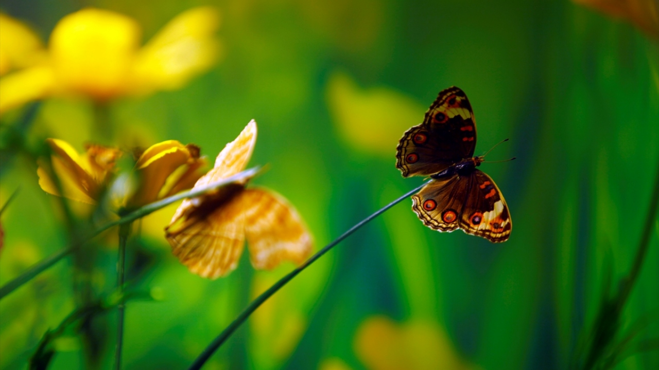 Konya Tropikal Kelebek Bahçesi