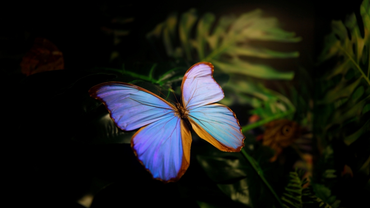 Özel ışık, ısı ve nem ortamının oluşturulduğu, farklı ölçülerde 1730 camın kullanıldığı bahçe, 1600 metrekarelik alanı ile Avrupa`nın en büyüğü durumunda. 