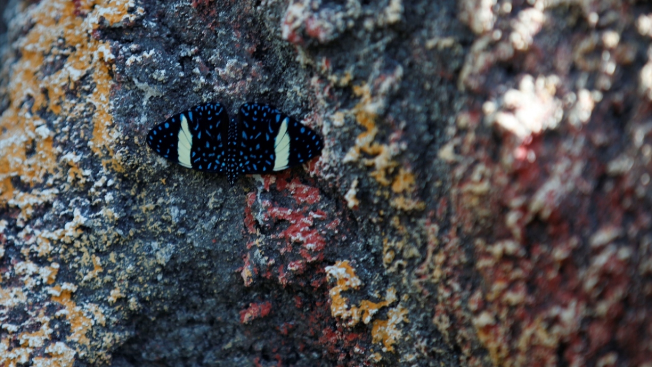 Tropikal Kelebek Bahçesi, pazartesi günleri hariç haftanın 6 günü 09.00 ile 17.00 saatlerinde ziyaretçi kabul ediyor. 