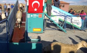 Koyunlar "Mobil Koyun Banyosu" ile daha sağlıklı olacak
