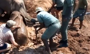 Çamura saplanan yavru fil 2 gün sonra kurtarıldı