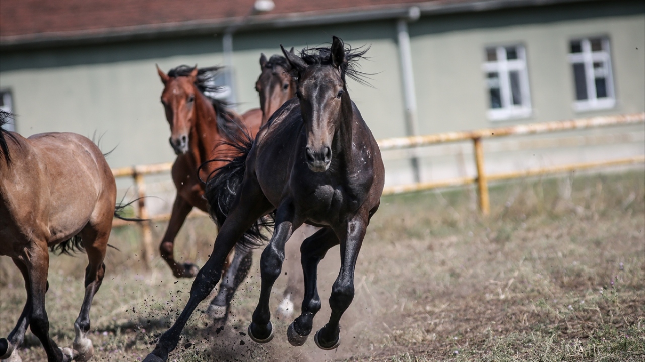 Görevliler, Türkiye`de üretilen "tek yerli at ırkı" olduğu belirtilen Gemlik ırkının, doğumundan birliğe gönderilmesine kadar atçılık ve süvari kültürünün tüm aşamalarını uyguluyor.