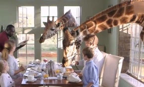 Tatilde zürafalarla kahvaltı keyfi