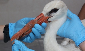 Aydın'da üst gagası kırılan leyleğe protez gaga yapıldı