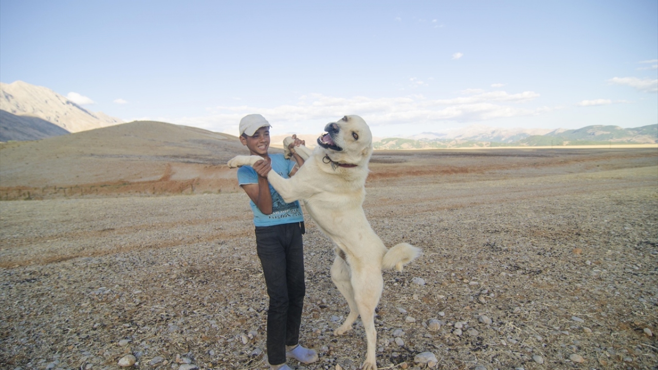 Köylerine ulaşmak için kilometrelerce yol giden göçerler, yolculukları sırasında boz ayı, kurt ve çakal gibi yabani hayvan saldırılarına karşı da geceleri el feneri kullanıp, kangal köpekleri eşliğinde nöbet tutarak sürülerini koruyor.