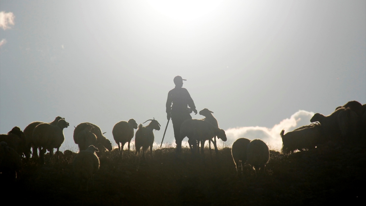 Munzur ve Mercan dağlarında yaklaşık 3 bin 370 rakımdaki Işıkvuran, Yalmanlar, Ziyaret, Mercan ve Eğripınar yaylalarından dönüşe geçen göçerler, at ve koyunlarla zorlu yayla yollarına inerek Ovacık ilçe merkezine ulaşıyor.