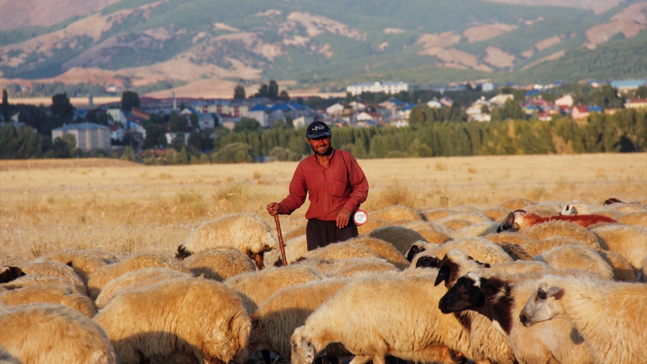Yörede, koyun sürüleri ile hayvanlarına otlak bulmak için yazın yaylaya giden göçerlerin, havanın soğuduğu şu sıralar sürüleri ile alçak rakımlı köylerine dönüşleri devam ediyor.