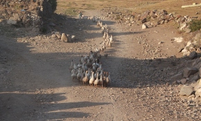 Emekli öğretmen kaz çiftliği kurdu