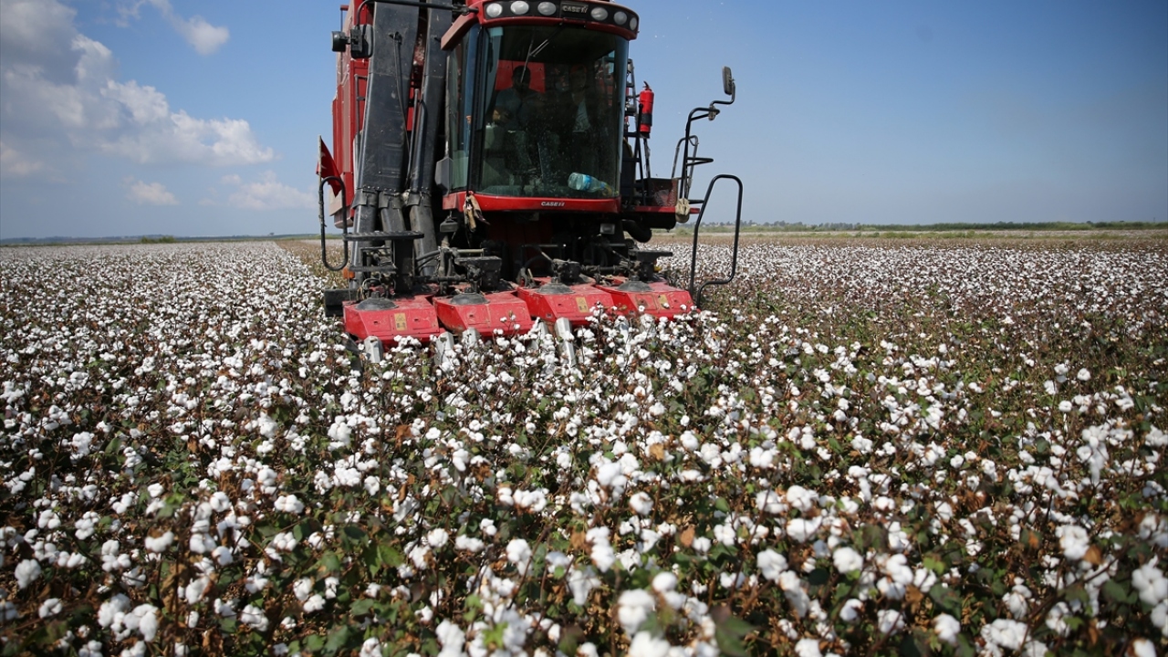Tekstil, kozmetik, gıda ve yem sektöründe kullanılan pamuk, Çukurova çiftçisi tarafından "beyaz altın" olarak nitelendiriliyor.