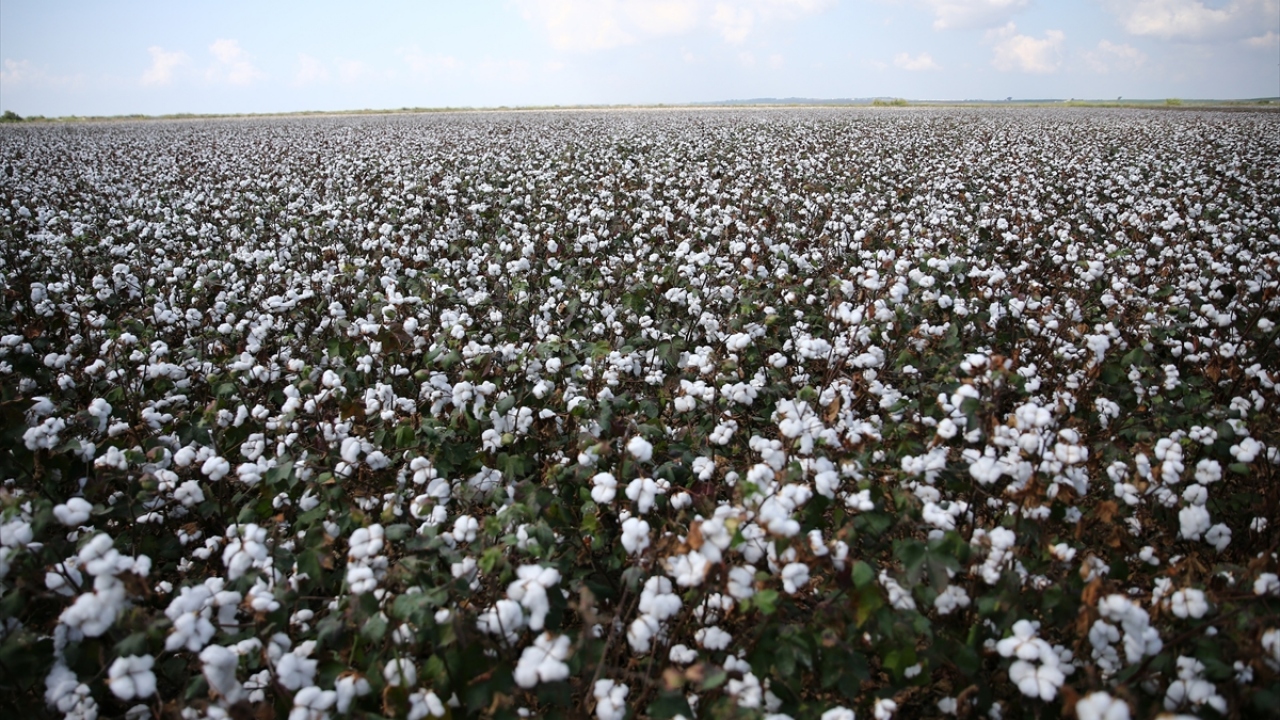 "Pamuğa verilen desteğin artırılmasını istiyoruz"