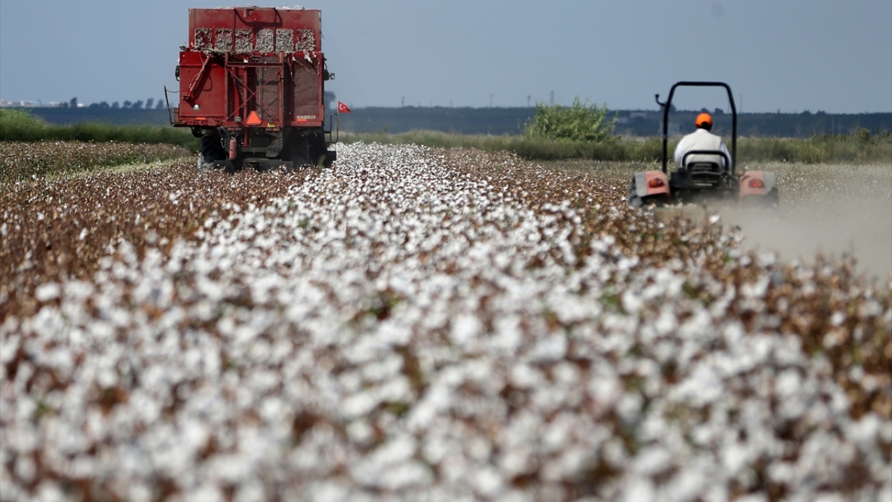 Üretici Yusuf Polat da kentte uzun yıllardır pamuk üreticiliği yaptığını dile getirerek, "Bu yıl aile işletmesi olarak 600 dekar pamuğumuz var. Hasada başladık, iyi bir yıl olmasını diliyoruz." diye konuştu.