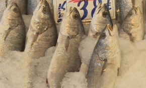 Hangi ayda, hangi balık yenir?