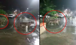 Hindistan'da barınaktan kaçan aslanlar sokağa indi