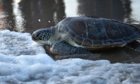 Tedavi edilen 4 caretta caretta denize bırakıldı