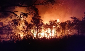 Muğla'da orman yangını