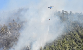 Bodrum'da orman yangını