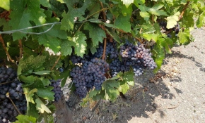 Ankara'da 11. Kalecik Karası Kültür ve Turizm Festivali başladı