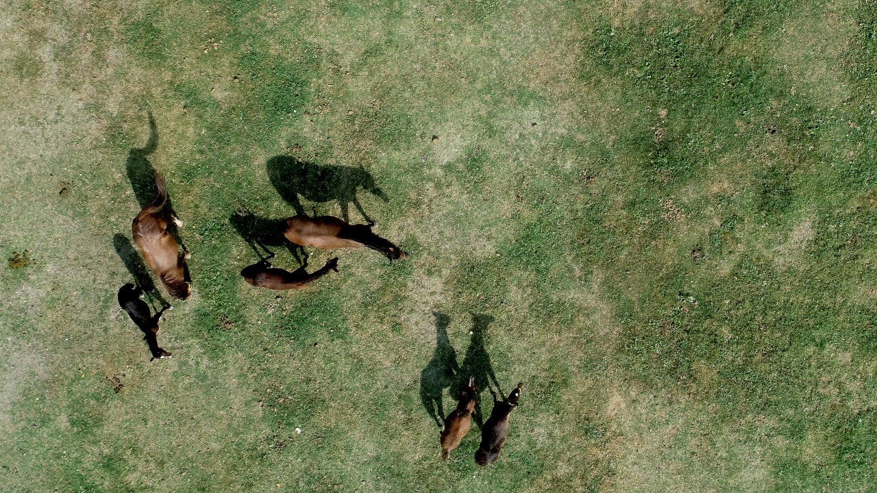 Yarış atlarının beslenme ve bakımının yapıldığı 30`a yakın çiftliğin bulunduğu Ereğli ilçesinde, atlar için pansiyon hizmeti veriliyor.