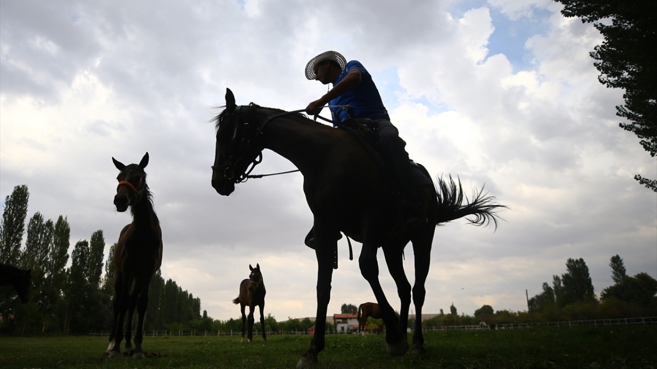 Yaz aylarında atların konakladığı ilçenin tercih nedeni ise rakım ve iklim şartlarının çok uygun olması.