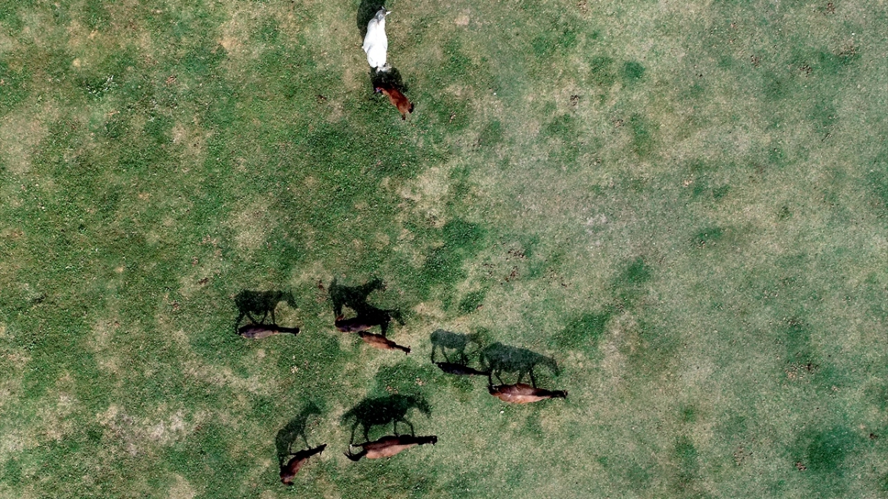 Yarış ömrünü tamamlayan damızlık yarış atlarından üretim yapan Özsarı, bu yıl 7 tayı koşulara hazırladığını dile getirerek, yetiştirdiği birçok atın ülke genelindeki koşularda başarılı olmasından gurur duyduğunu anlattı.