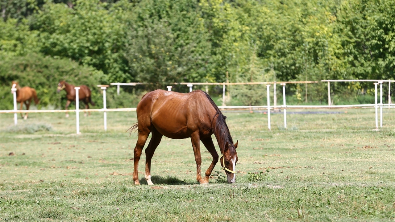 Özsarı, çiftlikte dünyaya gelen taylara özenle bakıldığına vurgu yaptı. 