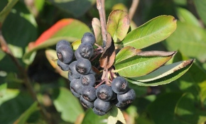 Aronya bitkisi Yalova iklimine uyum sağladı