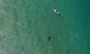 Köpek balığı saldırısı insansız hava aracıyla engellendi